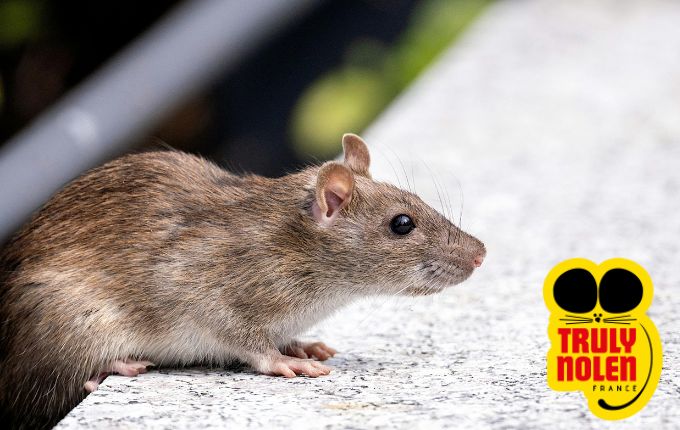 Contactez notre entreprise de dératisation pour mairie pour lutter contre les rats et rongeurs dans votre ville