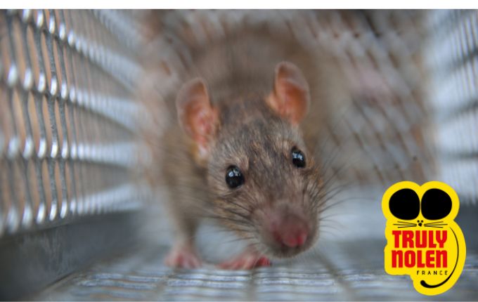 découvrez les tarifs et solutions pour la lutte contre les rats et dératisation par Truly Nolen