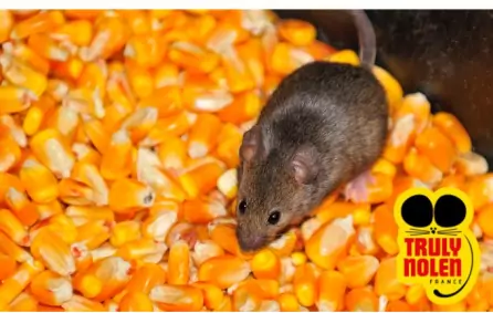 Dératisation Agricole