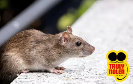 Obligations et Rôle de la Mairie en Dératisation