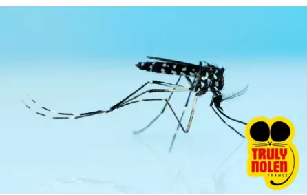 Moustiques Tigres: Risques et Solutions