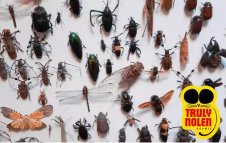 Identifier les nuisibles au printemps