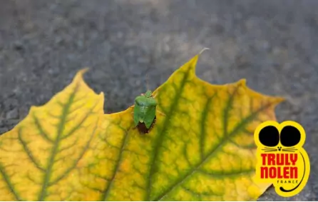 Lutte contre les nuisibles à l'automne