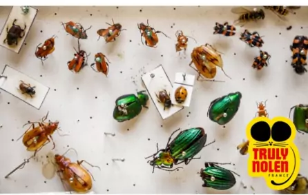 Les bases de l'entomologie