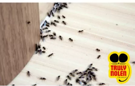 Les fourmis