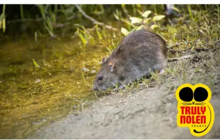 Les rats et les souris