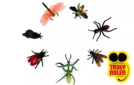 Structure des insectes