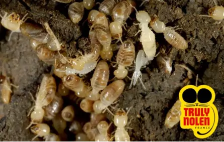 Les termites et scarabées xylophages