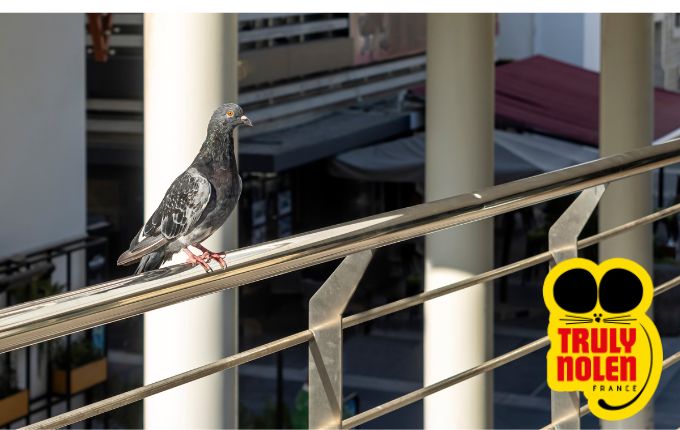 Vous êtes envahis de pigeons sur votre balcon ? Faites appel à votre entreprise de depigeonnage