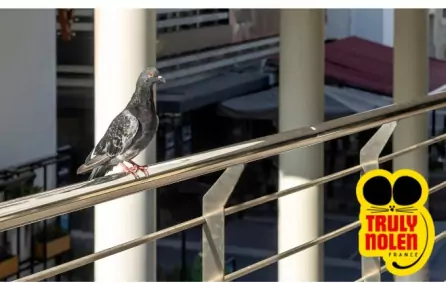 Balcons anti pigeons