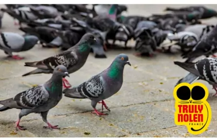 Les risques sanitaires suite à une invasion de pigeons à Paris et île de France