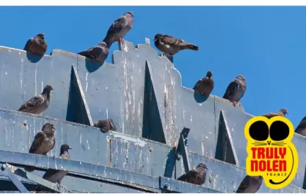 Dépigeonnage dans le Val-d'Oise