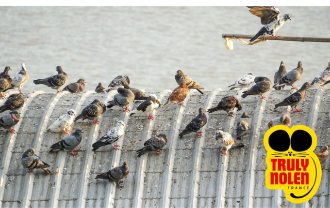 Société de lutte contre les oiseaux et pigeons en entreprises - Contactez nos experts en dépigeonnisation