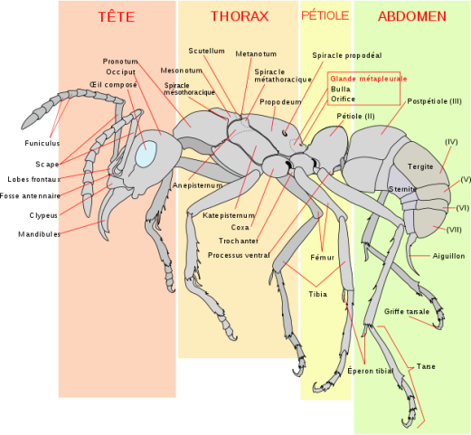 Détail d'une fourmis 