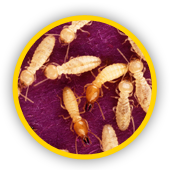 Des termites en groupe