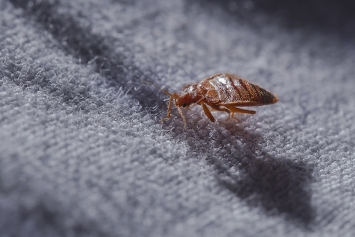 Comment reconnaître une invasion de punaises de lit ?