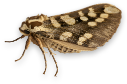 Image papillon